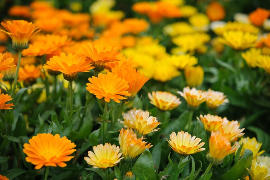 How to Grow Calendula from Seed