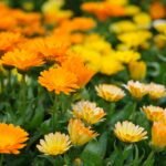 How to Grow Calendula from Seed