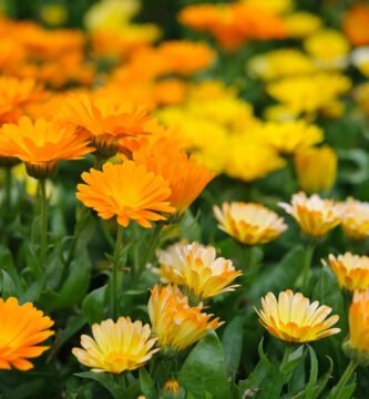 How to Grow Calendula from Seed