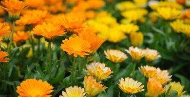 How to Grow Calendula from Seed