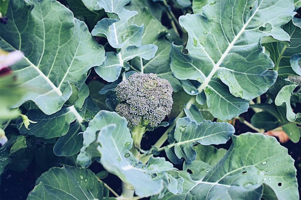 How to Grow Broccoli from Seed: A Complete Step-by-Step Guide for Home Gardeners