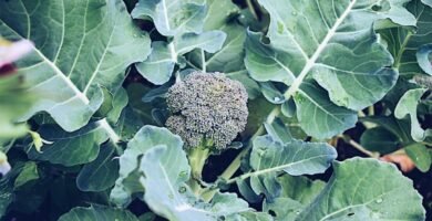 How to Grow Broccoli from Seed: A Complete Step-by-Step Guide for Home Gardeners