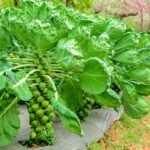 How to Grow Brussels Sprouts in Your Vegetable Garden