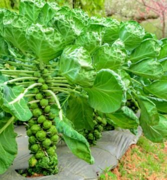 How to Grow Brussels Sprouts in Your Vegetable Garden