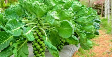 How to Grow Brussels Sprouts in Your Vegetable Garden