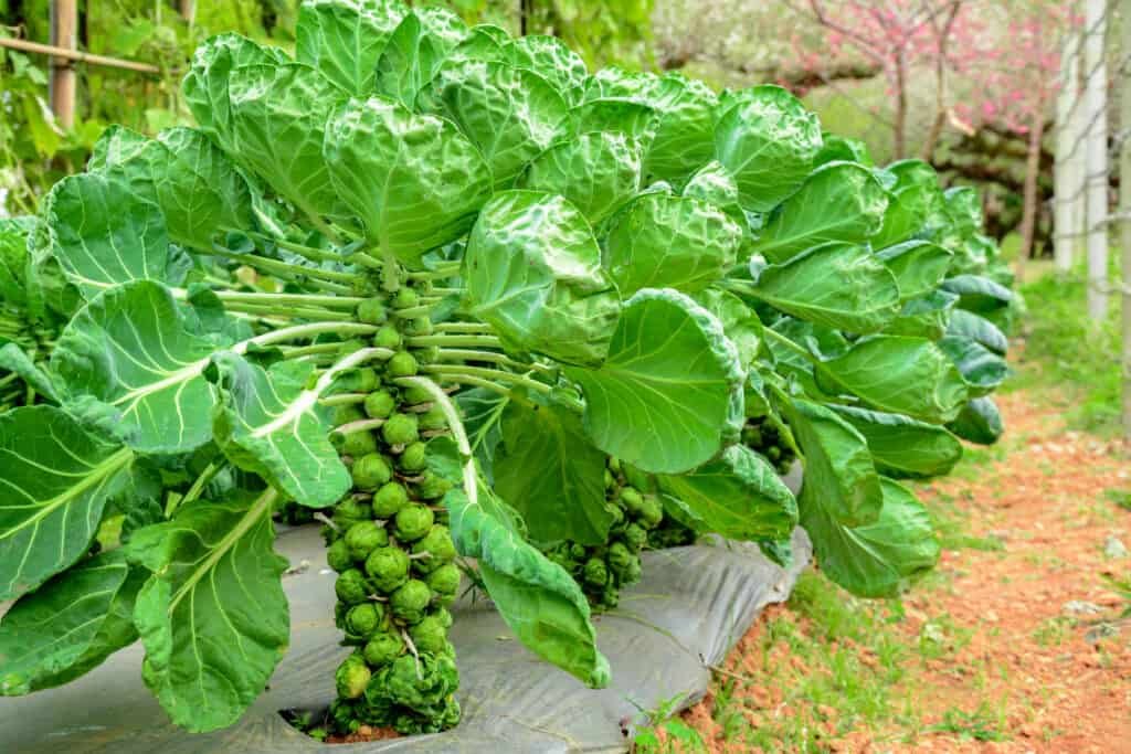 How to Grow Brussels Sprouts in Your Vegetable Garden