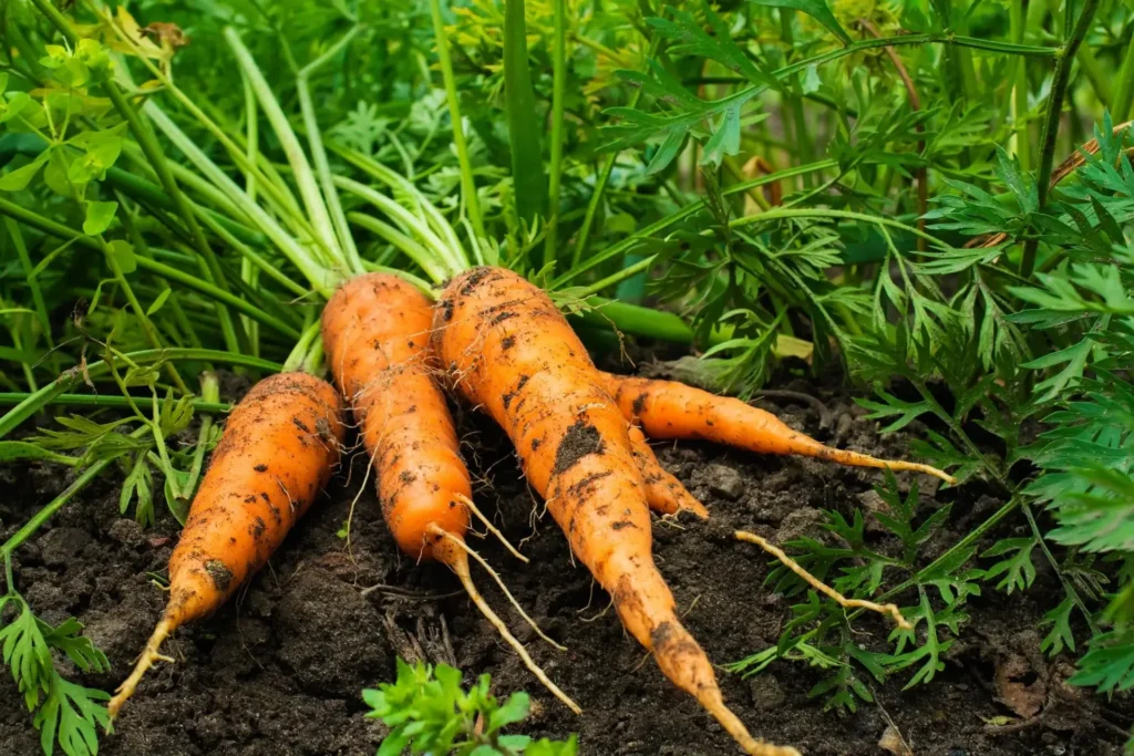 How to Grow Carrots from Seed – Everything You Need to Know!