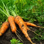 How to Grow Carrots from Seed – Everything You Need to Know!