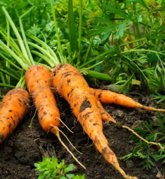 How to Grow Carrots from Seed – Everything You Need to Know!