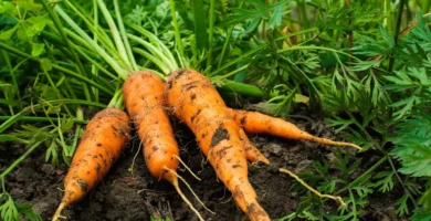 How to Grow Carrots from Seed – Everything You Need to Know!