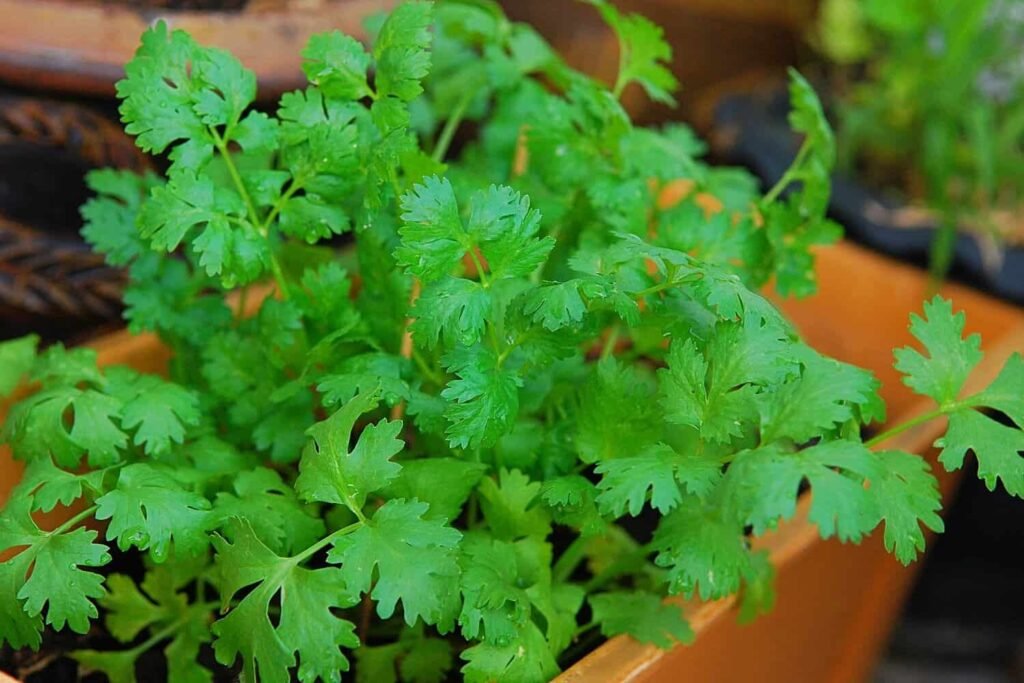 How to Grow Cilantro in Your Garden