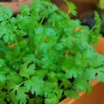 How to Grow Cilantro in Your Garden