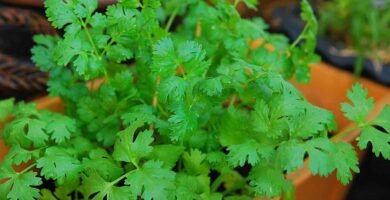 How to Grow Cilantro in Your Garden