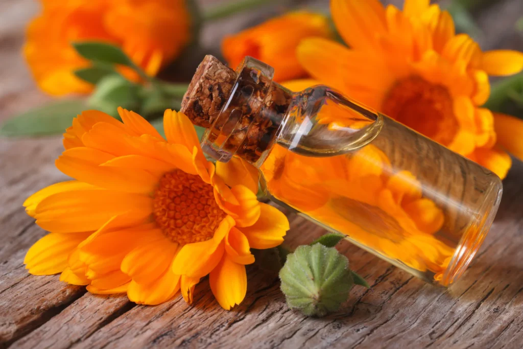 Calendula: 30 Incredible Benefits & Everyday Uses