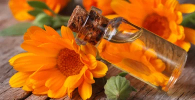 Calendula: 30 Incredible Benefits & Everyday Uses