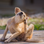 9 Natural Ways to Get Rid of Fleas—From Your Home and Your Pets