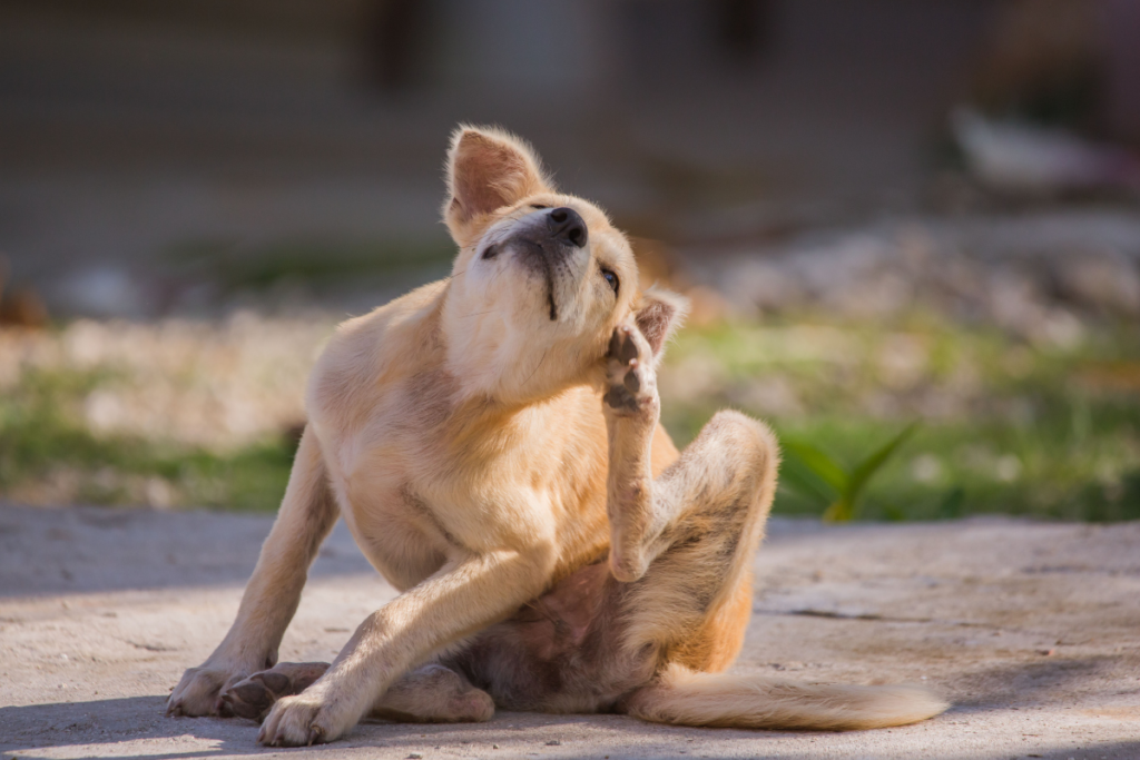 9 Natural Ways to Get Rid of Fleas—From Your Home and Your Pets