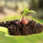 How to Grow Tulips from Bulbs: Your Complete Step-by-Step Garden Guide