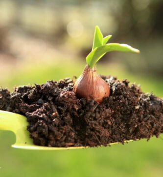 How to Grow Tulips from Bulbs: Your Complete Step-by-Step Garden Guide