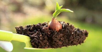 How to Grow Tulips from Bulbs: Your Complete Step-by-Step Garden Guide