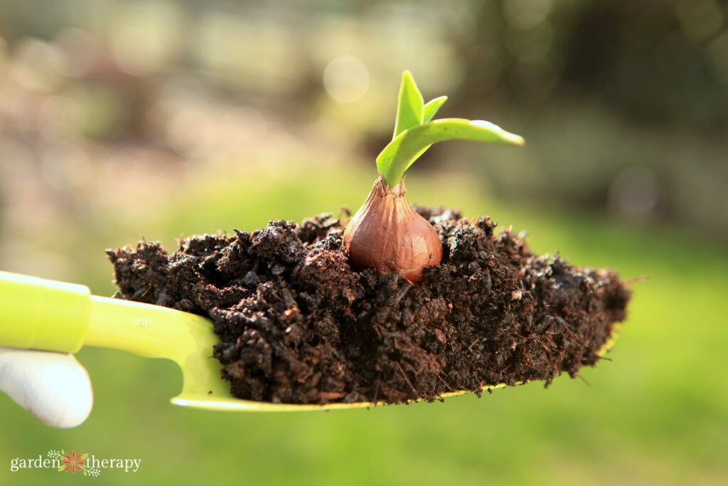 How to Grow Tulips from Bulbs: Your Complete Step-by-Step Garden Guide