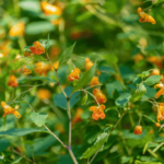 How to Make Jewelweed Salve