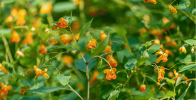 How to Make Jewelweed Salve