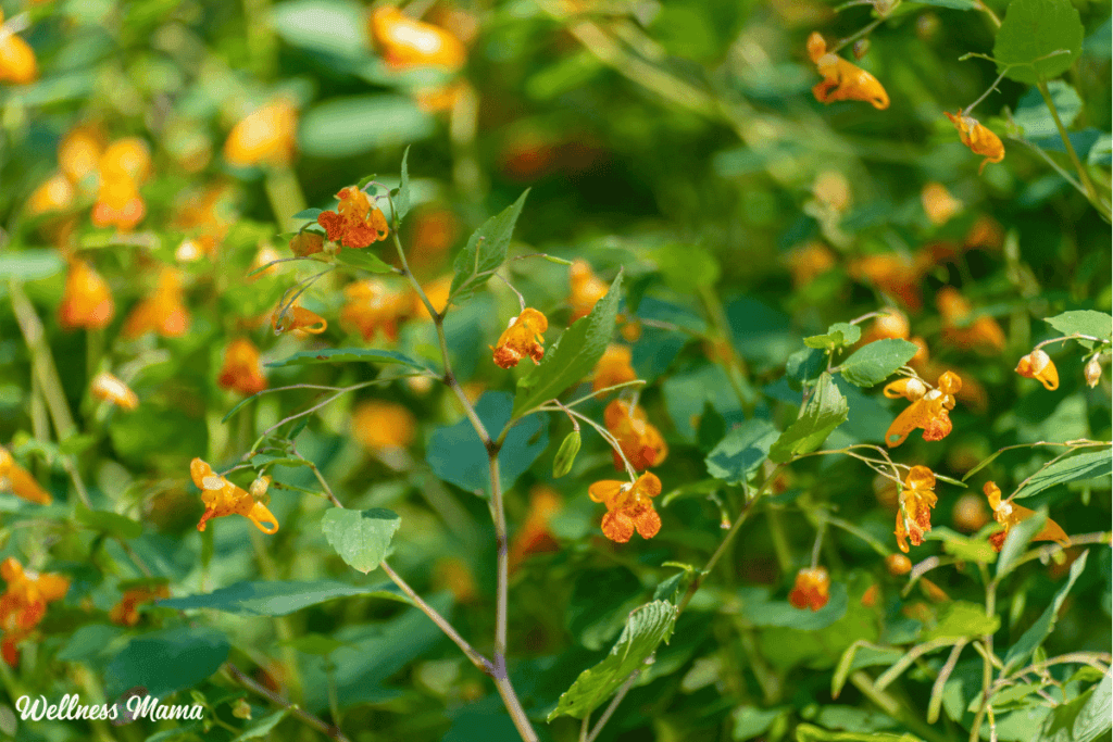 How to Make Jewelweed Salve