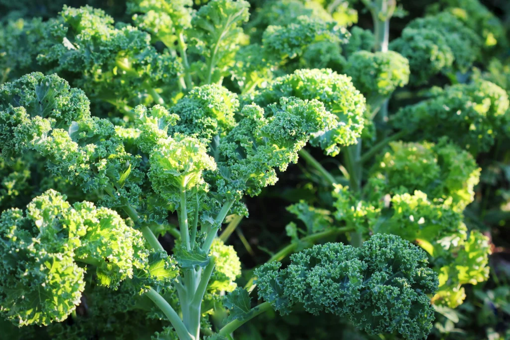 How to Grow Kale from Seed in Your Vegetable Garden