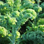 How to Grow Kale from Seed in Your Vegetable Garden