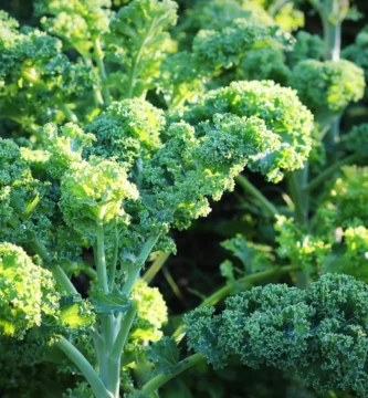 How to Grow Kale from Seed in Your Vegetable Garden