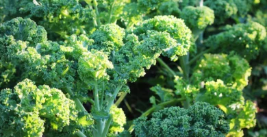 How to Grow Kale from Seed in Your Vegetable Garden