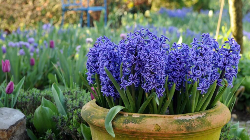 How to Plant Hyacinth Bulbs: The Complete Guide to Growing Fragrant Spring Blooms