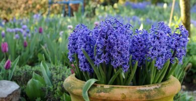 How to Plant Hyacinth Bulbs: The Complete Guide to Growing Fragrant Spring Blooms