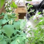 How to Grow Catnip From Seed: A Complete Home Gardener’s Guide