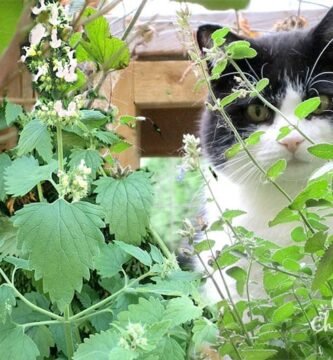 How to Grow Catnip From Seed: A Complete Home Gardener’s Guide
