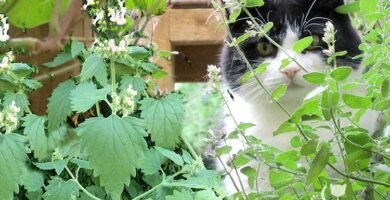 How to Grow Catnip From Seed: A Complete Home Gardener’s Guide