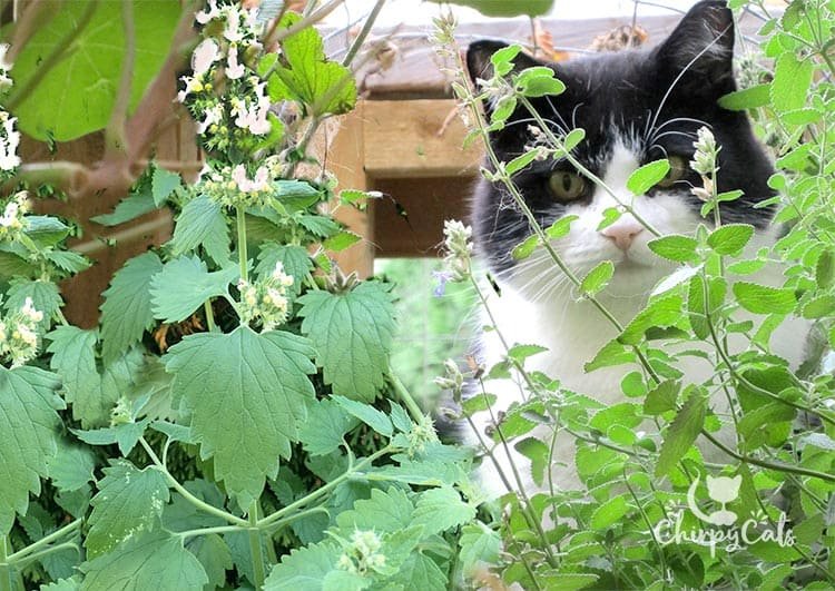 How to Grow Catnip From Seed: A Complete Home Gardener’s Guide